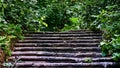 Old ruined stone staircase overgrown with impenetrable green bushes Royalty Free Stock Photo