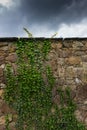 The old ruined stone wall and green ivy Royalty Free Stock Photo