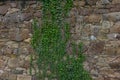 The old ruined stone wall and green ivy Royalty Free Stock Photo