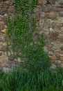 The old ruined stone wall and green ivy Royalty Free Stock Photo