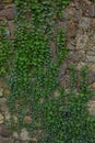 The old ruined stone wall and green ivy Royalty Free Stock Photo