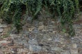 The old ruined stone wall and green ivy Royalty Free Stock Photo