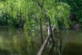 Old ruined wooden bridge over the river in the forest in cloudy weather. Wooden bridge washed away Royalty Free Stock Photo