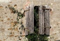 Old ruined wooden rustic window shutters of an abandoned house . Creeper plants grow around it.