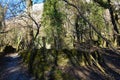 Old ruins in a forest