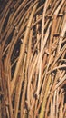 Old rural brown gold dry straw vine texture social framework media story highlight standard dimension 9x16 size vertical