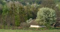 An old rural house under a thatched roof near flowering fruit trees at the edge of the forest Royalty Free Stock Photo