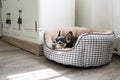 Old Russian Toy Terrier sleeping in a soft basket. Royalty Free Stock Photo