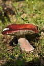 Old Russula Royalty Free Stock Photo