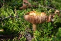 Old russula mushroom Royalty Free Stock Photo