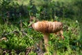 Old russula mushroom Royalty Free Stock Photo