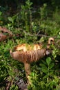 Old russula mushroom Royalty Free Stock Photo