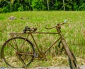 Rusty bicycle in front of rice field landscape Royalty Free Stock Photo