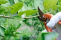 Old and rust Pruning shears on lime tree ,Garden Maintenance Royalty Free Stock Photo