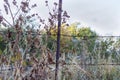 Old rusted barbed wire fence among the dry burdocks Royalty Free Stock Photo