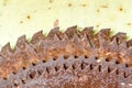 Old rusted circular saw blades