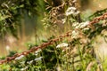 Old Rusted Iron Chain, Blurred Background With Plants