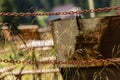 Old Rusted Iron Chain, Blurred Background With Plants