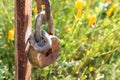 Old rusted lock closeup hanging on rusted post against background of California wildflower meadow field, orange yelow poppies