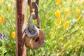 Old rusted lock closeup hanging on rusted post against background of California wildflower meadow field, orange yelow poppies Royalty Free Stock Photo