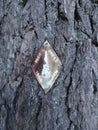 Old rusted metal PCT sign on a tree