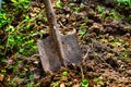 Old rusted shower in the spring seedbed