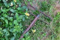 old rusted steel a mop, has expired. Was dropped on the ground by the road in the grass Rusty old iron, recycle