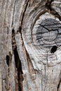 Old rustic dry decay wood board full of wormholes made by woodworm and with wood knot pattern as a vintage background Royalty Free Stock Photo