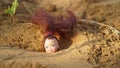 Old rustic face of doll holding on soil ground. Red blond hair on soil ground. Rubber doll for kids with with smiley face
