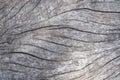 Old rustic natural grunge black wood texture free background surface pattern Royalty Free Stock Photo