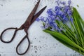 Old rustic scissors and violet hyacinthaceae Royalty Free Stock Photo