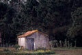 Old rustic shack or barn in a clearing of a forest of tall pine trees Royalty Free Stock Photo