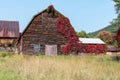 Old rustic weathered barn with red vines growing up it