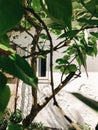 Old rustic white wooden window on aged wall of house in sunny botanical garden with branches and fresh new green leaves. Phone Royalty Free Stock Photo