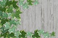 Old rustic wooden wall half covered by common ivy Royalty Free Stock Photo