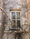 Old rustic wooden window on concrete wall of aged house in sunny botanical garden with branches and fresh new green leaves. Phone Royalty Free Stock Photo