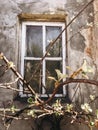 Old rustic wooden window on concrete wall of aged house in sunny botanical garden with branches and fresh new green leaves. Phone Royalty Free Stock Photo