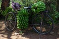 Old rustily bycicle used to transport freshly harvested bananas, Fort Portal