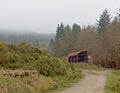 Old rusty abandoned barn next to a path through a spruce  forest and gorse shrubland in foggy Ticknock mountains Royalty Free Stock Photo