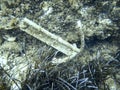 Old rusty anchor with broken line underwater Royalty Free Stock Photo