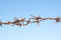 Old rusty barbed wire dark brown, full of scary clashed with be Royalty Free Stock Photo