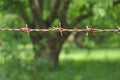 Old rusty barbed wire fence, background blurred nature Royalty Free Stock Photo