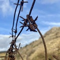 Old rusty barbed wire fence Royalty Free Stock Photo