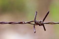 Old rusty Barbed wire fence and spider web. Royalty Free Stock Photo