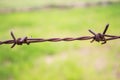 Old rusty barbed wire on green background Royalty Free Stock Photo