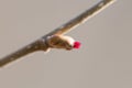 Old, rusty barbed wire isolated on a white background, clipping path, no shadows. Fragment of old barbed wire isolate. Element for