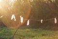 Old rusty barbed wire at sunset, around green nature, quarantine Royalty Free Stock Photo