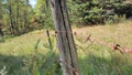 Old rusty barbwire fence and wooden fence post in the woods Royalty Free Stock Photo