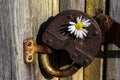 Old rusty barn lock with chamomile flower