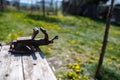 Old, rusty bench vice on wood table at springtime Royalty Free Stock Photo